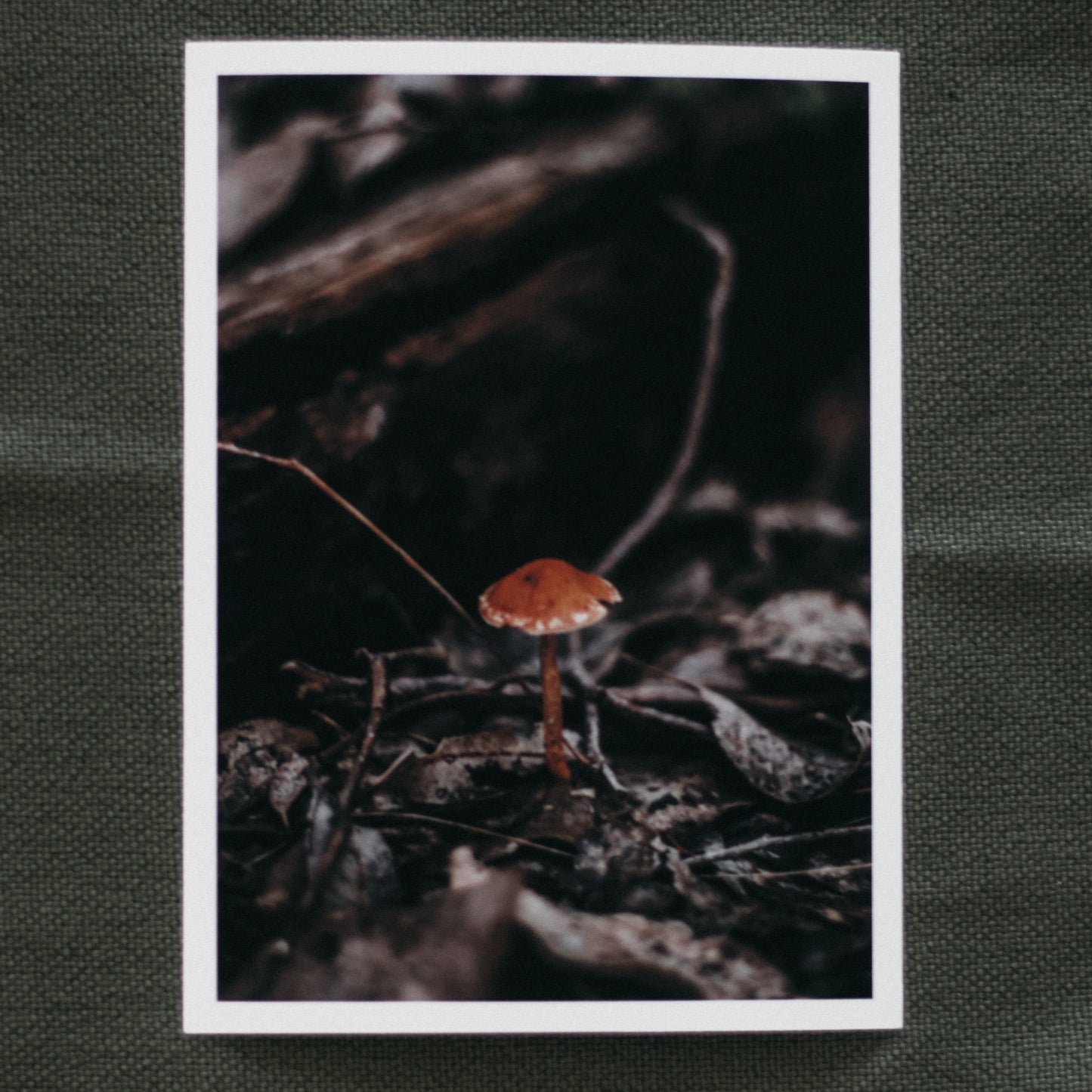 Woodland Home - 5 x 7" Fine Art Print